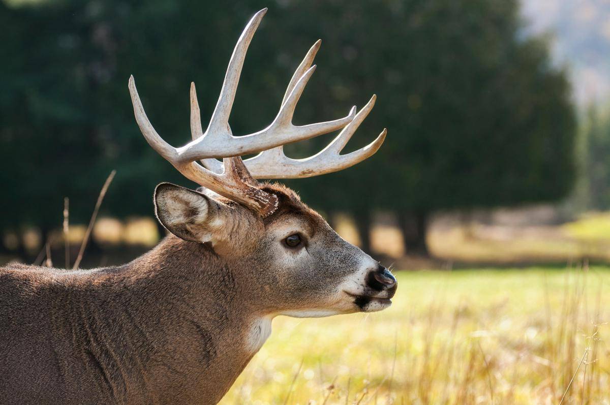 Rusa (pexels.com/Steve)