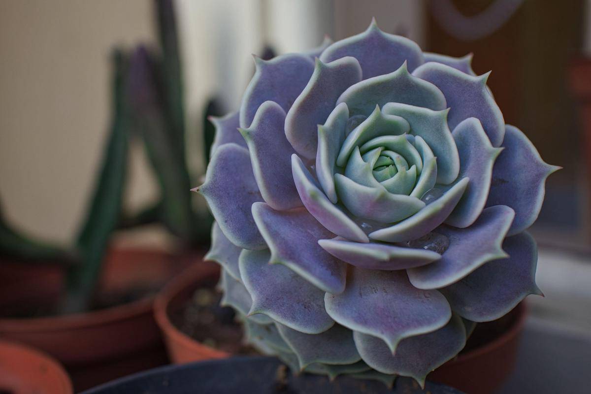ilustrasi echeveria ‘perle von nürnberg’ (pixabay.com/mfuente)