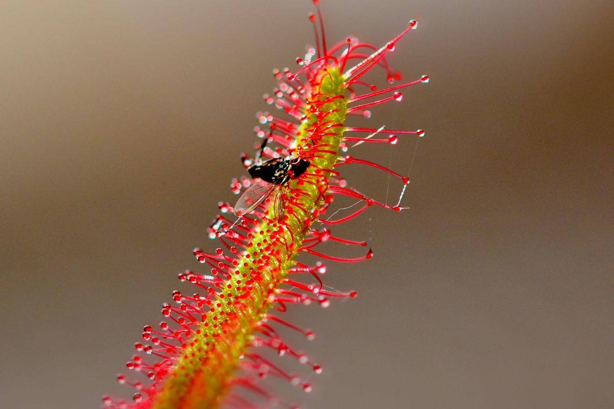 Sundew