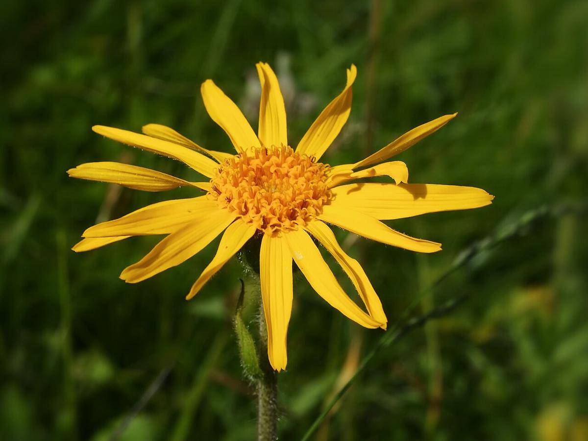 Arnica_montana_(flower_head).jpg