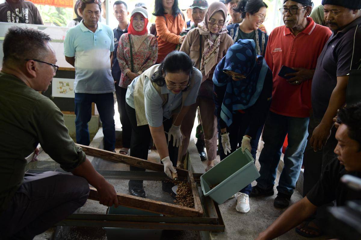 maggot, sampah organik