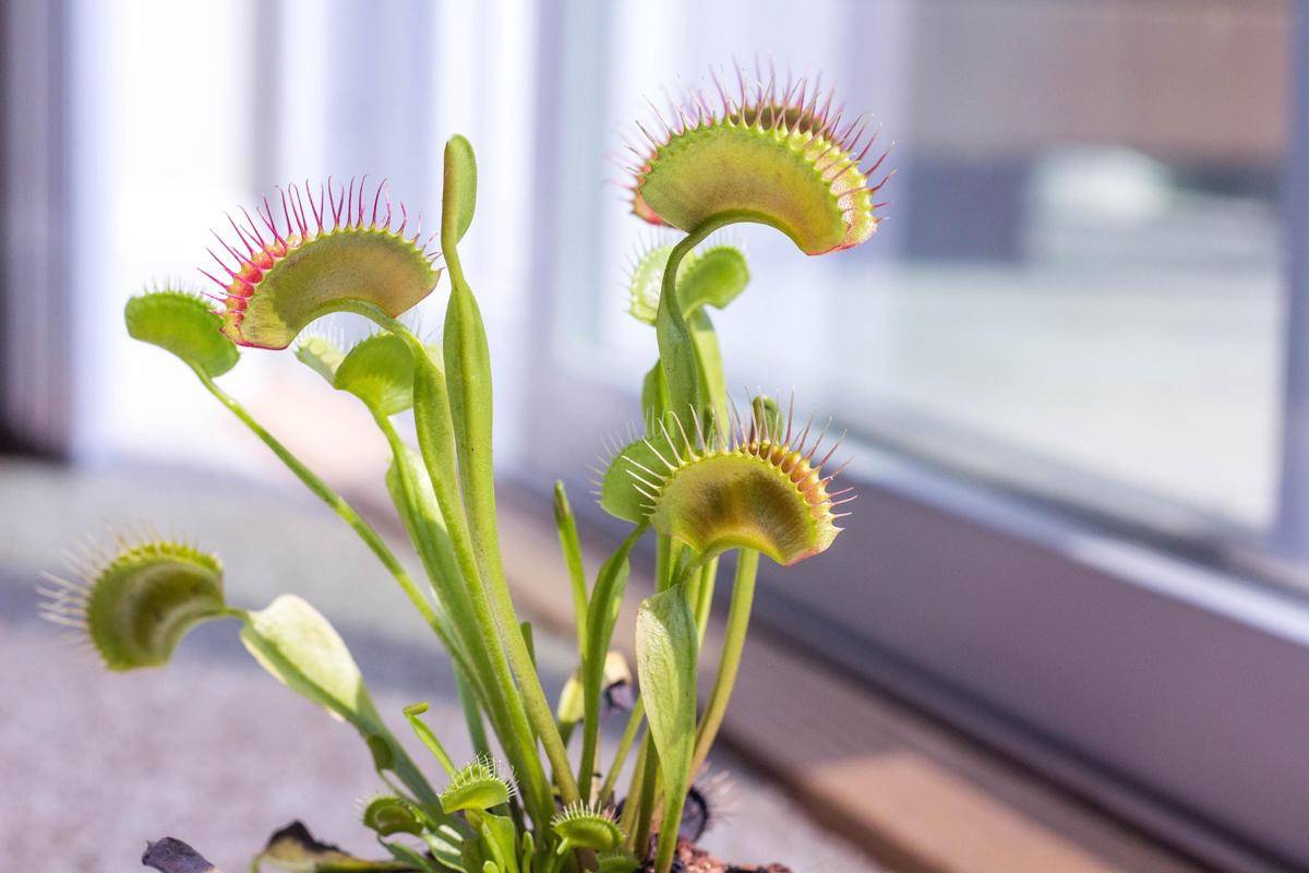 Venus flytrap