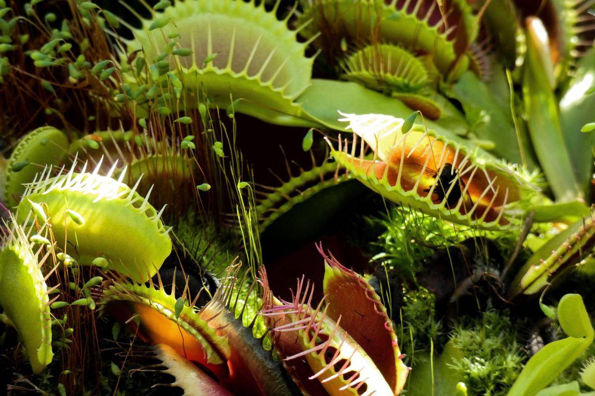 Venus flytrap 