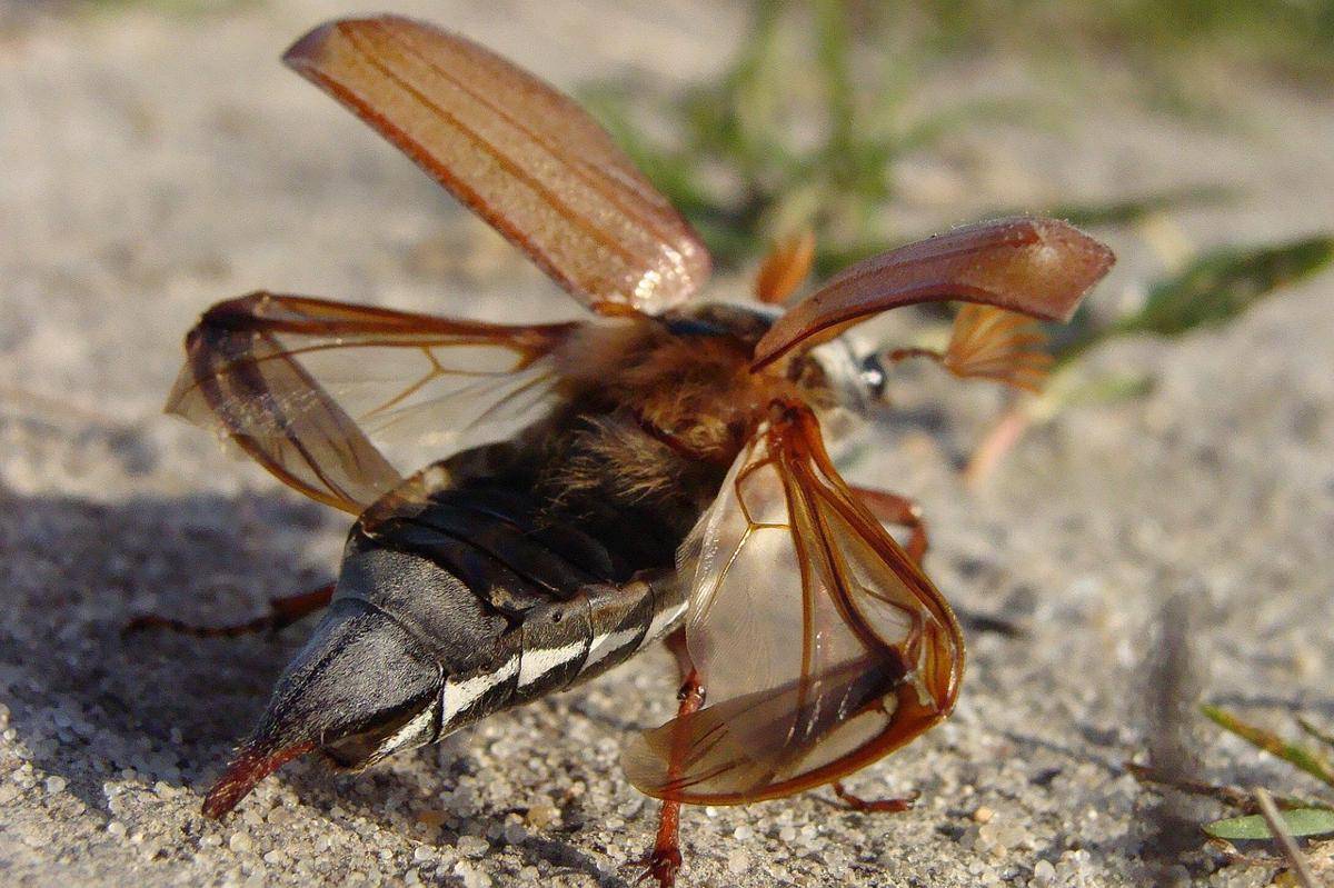 Cockchafer