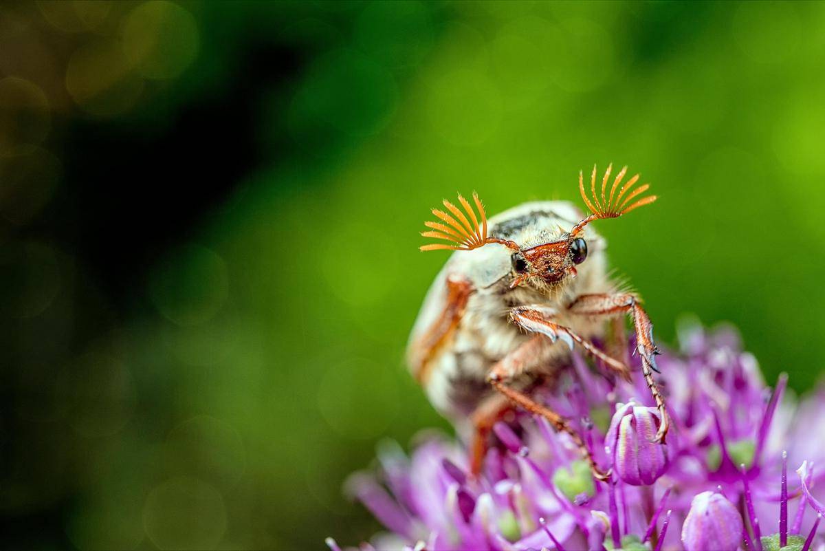Cockchafer