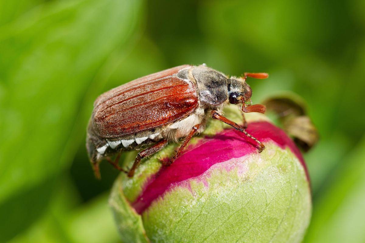 Cockchafer