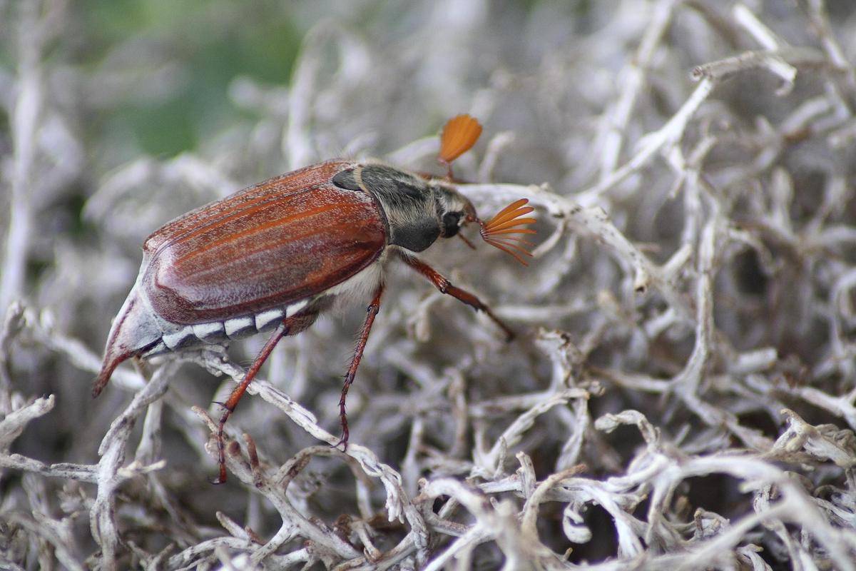 Cockchafer