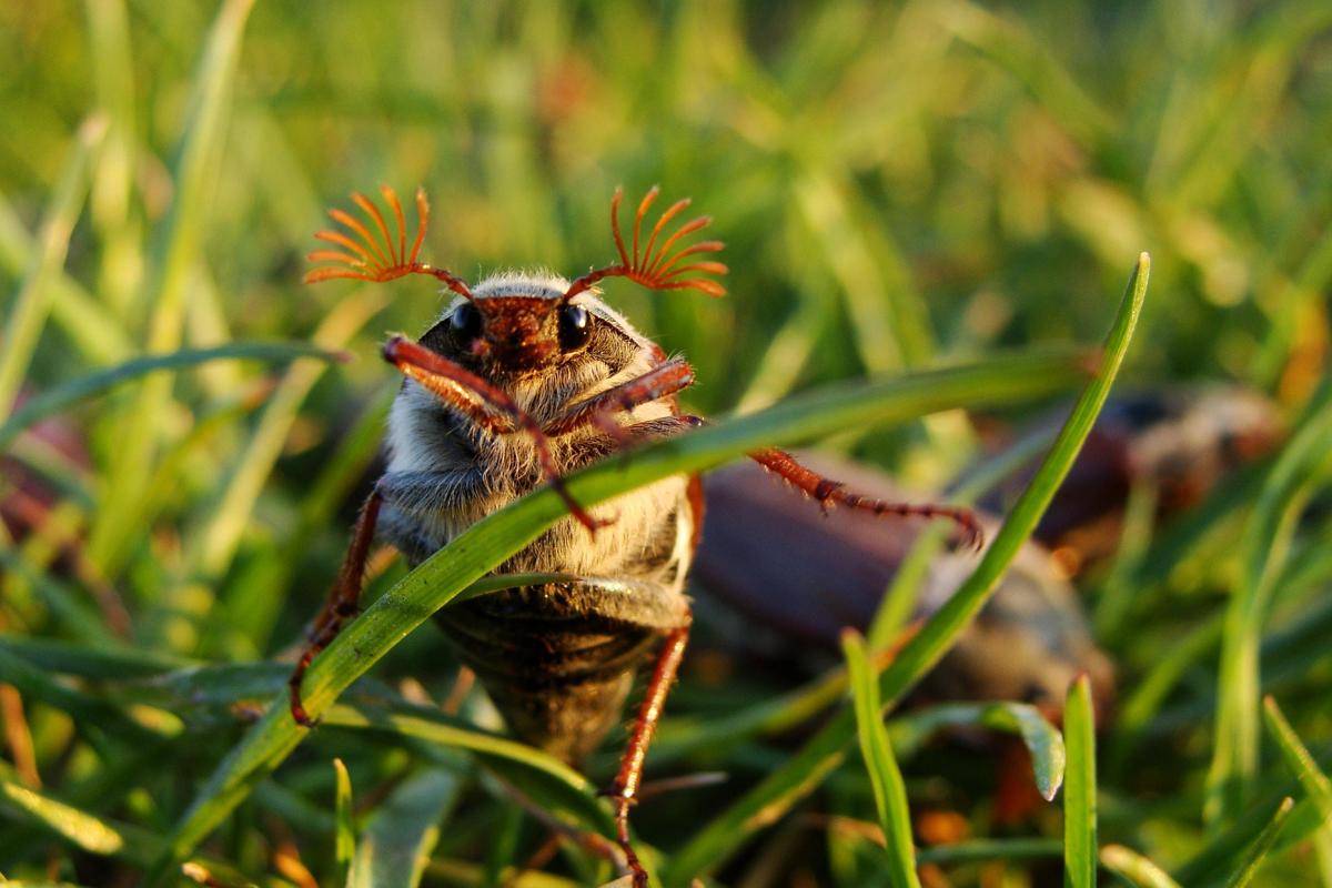 Cockchafer