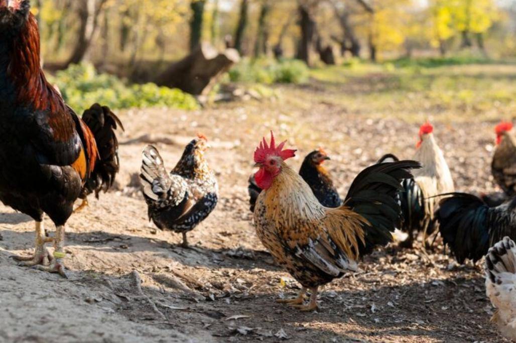 Ayam (freepik.com/freepik) 