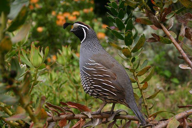 Burung Puyuh (pixabay.com/echels) 