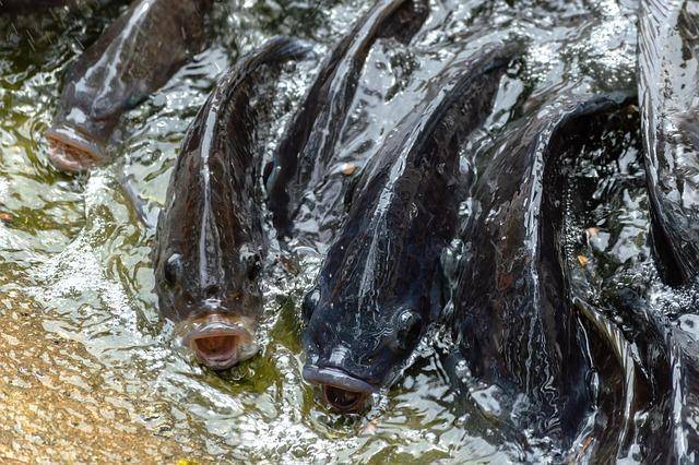 Ternak Ikan Nila (pixabay.com/1CzPhoto) 