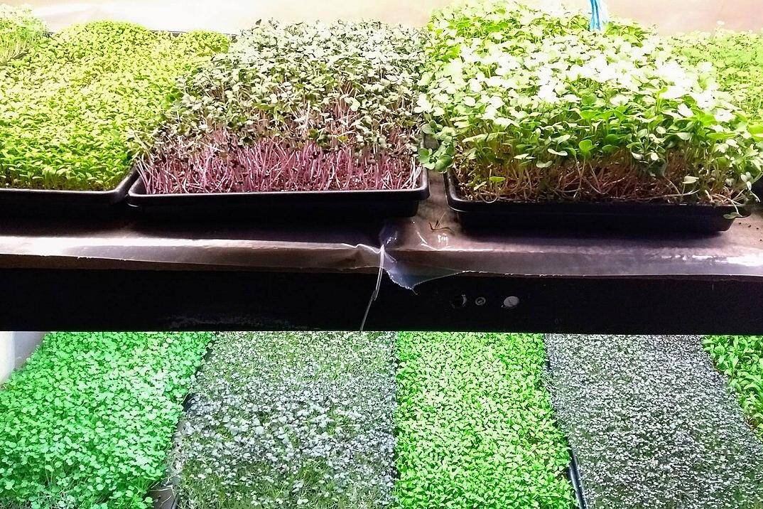 Microgreens