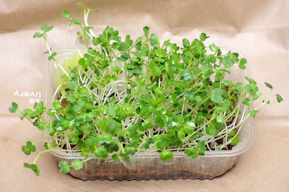 Microgreens
