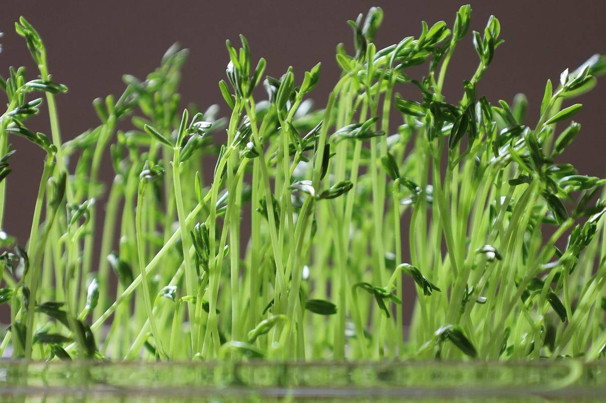 Microgreens