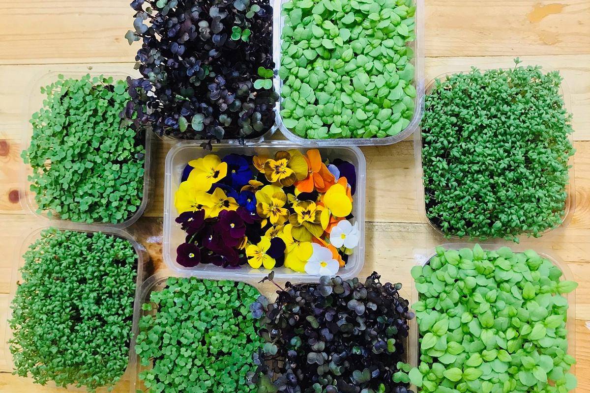 Microgreens