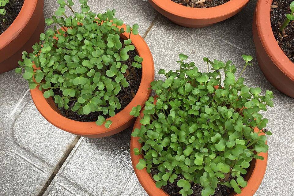 Microgreens