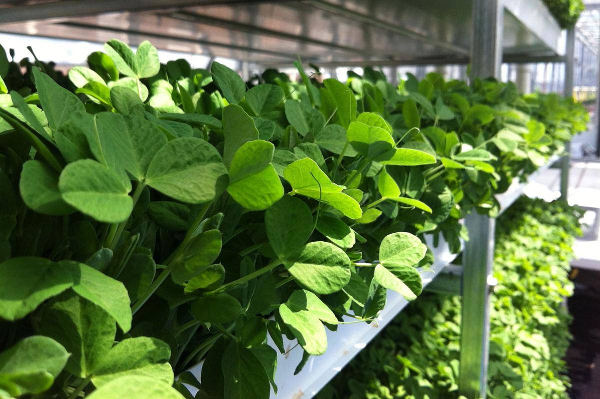Microgreens
