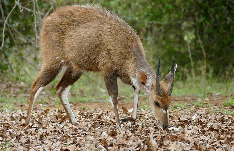 jantan muda dari tembu semak tanjung