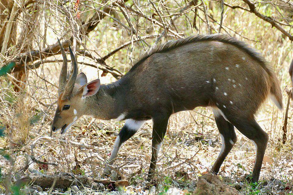 Tembu semak tanjung bekerja sama dengan hewan lain demi proteksi bersama.