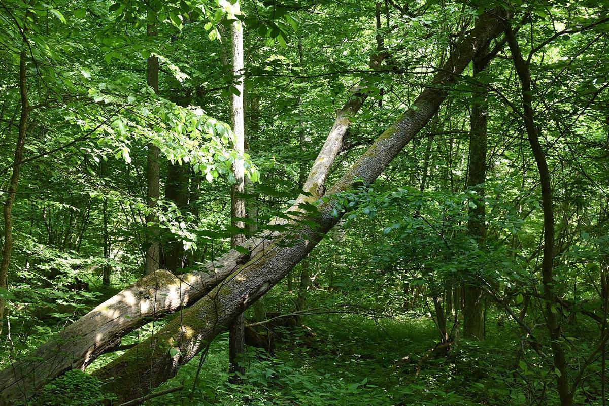 Białowieża Forest