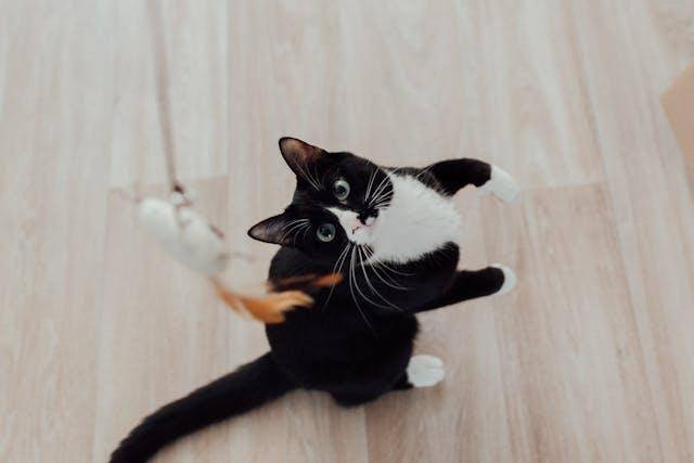 ilustrasi kucing (pexels.com/Arina Krasnikova)