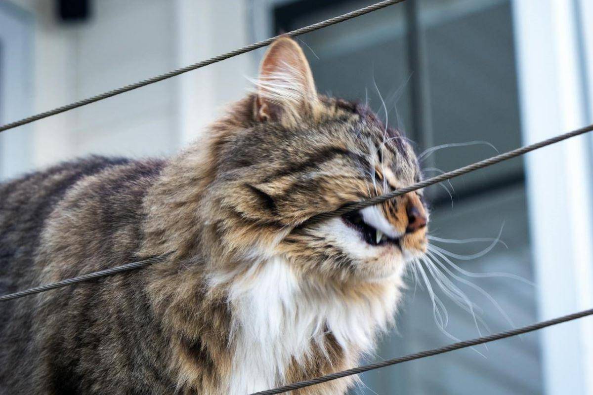 Kucing menggosokkan wajahnya ke kawat