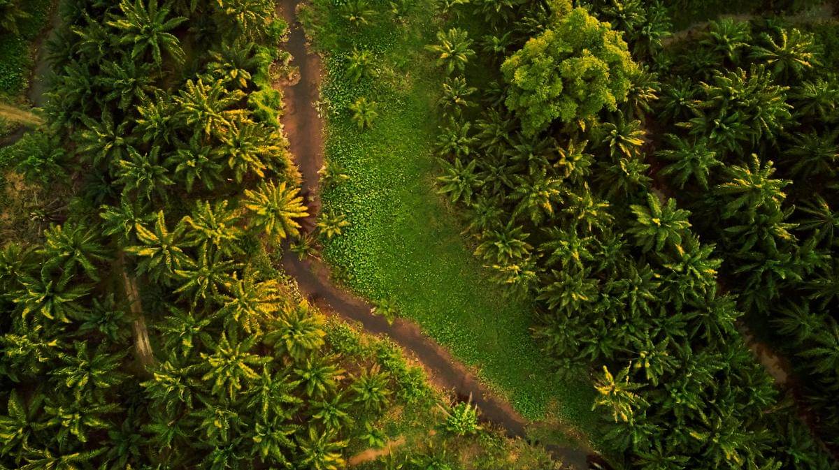 ilustrasi pohon sawit (pexels.com/Ihsan Adityawarman)