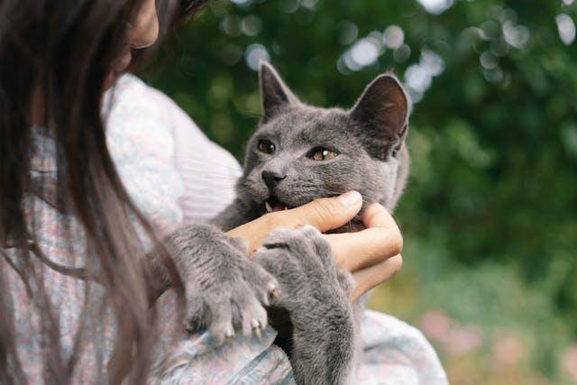 ilustrasi kucing