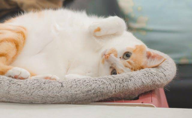 ilustrasi kucing (pexels.com/SpotwizardLee)