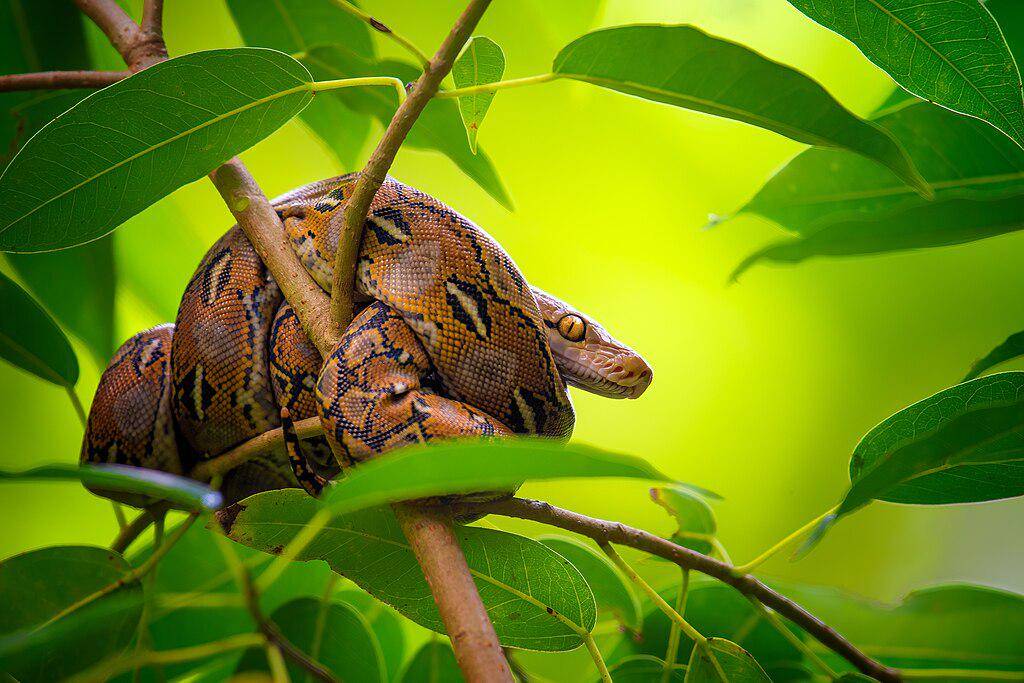 Ular sanca batik