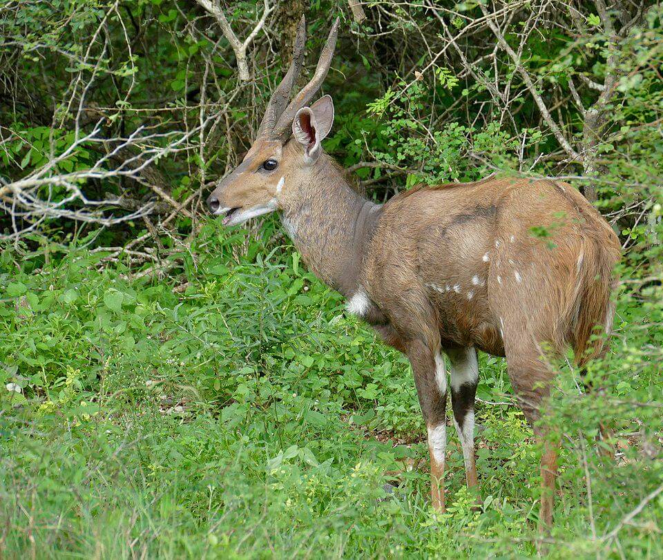 tembu semak tanjung hampir selalu sendirian