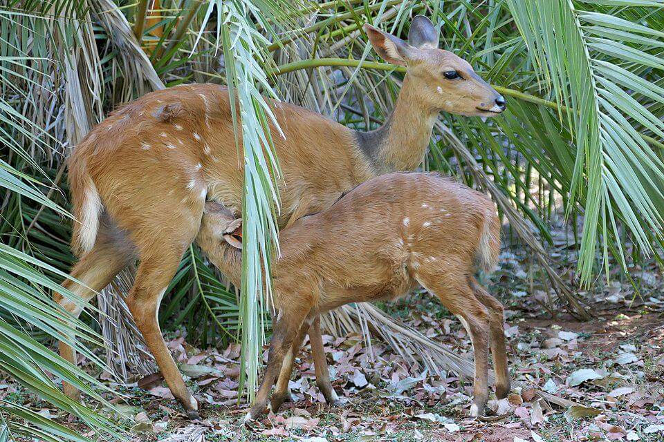induk dan anak tembu semak tanjung