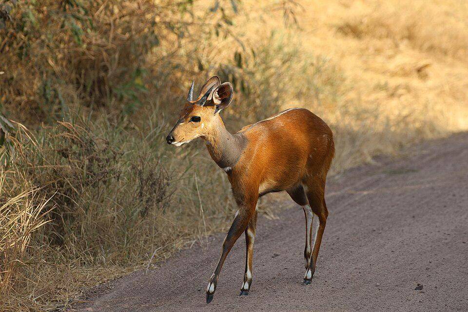 Kategorisasi tembu semak tanjung sempat membingungkan karena dipisah dan disatukan dengan berbagai spesies antelop lain.