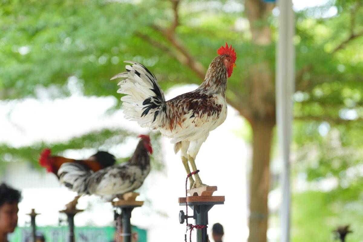 Universitas Lampung (Unila) menggelar Kontes Nasional Ayam Pelung dan Ayam Ketawa Dalam Rangka Memeriahkan Dies Natalis ke-60 (Dok.Unila) 