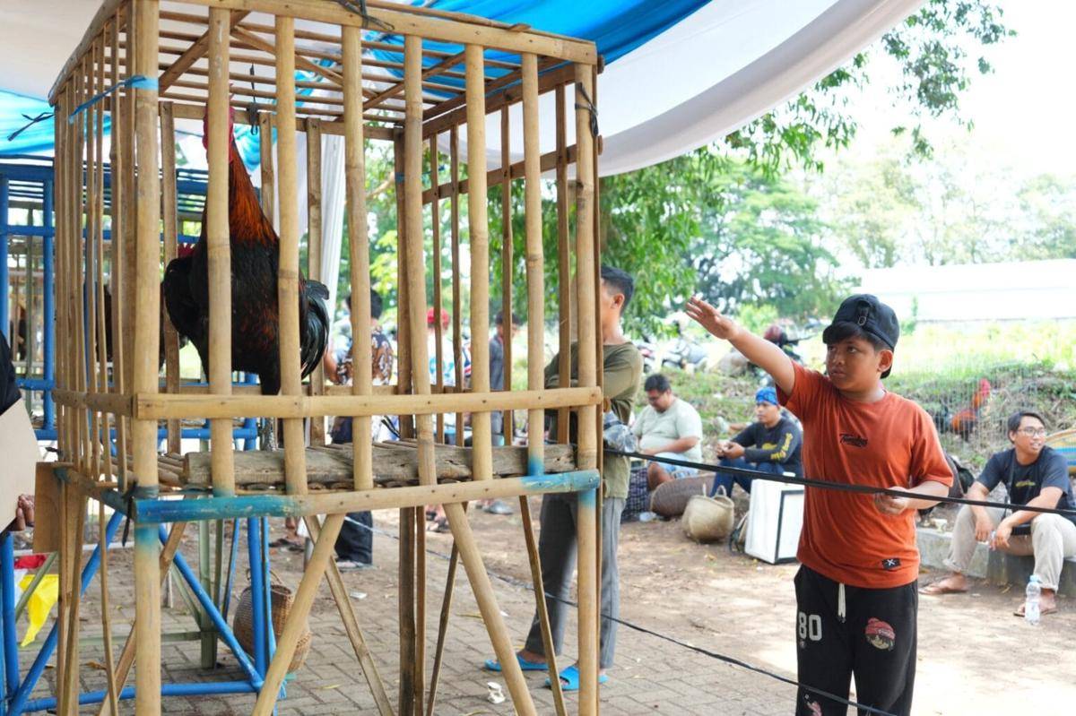 Universitas Lampung (Unila) menggelar Kontes Nasional Ayam Pelung dan Ayam Ketawa Dalam Rangka Memeriahkan Dies Natalis ke-60 (Dok.Unila)