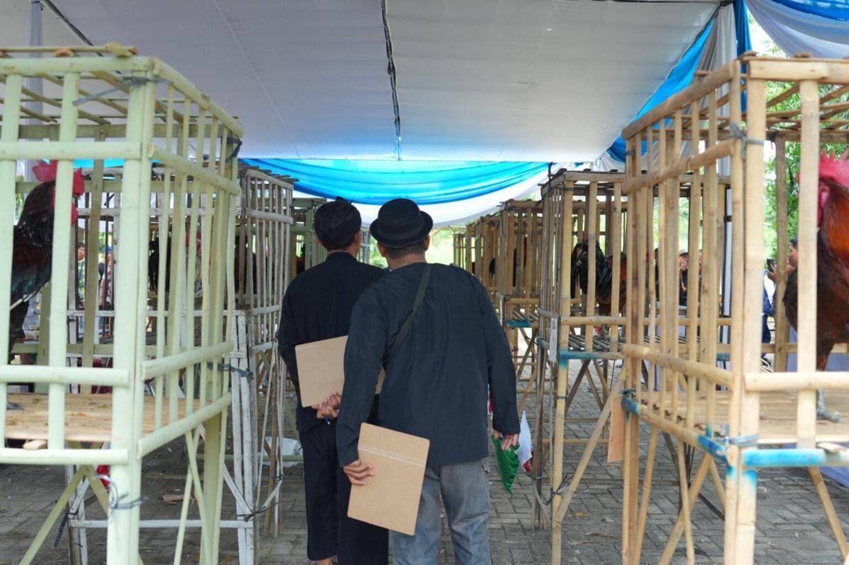Universitas Lampung (Unila) menggelar Kontes Nasional Ayam Pelung dan Ayam Ketawa Dalam Rangka Memeriahkan Dies Natalis ke-60 (Dok.Unila)
