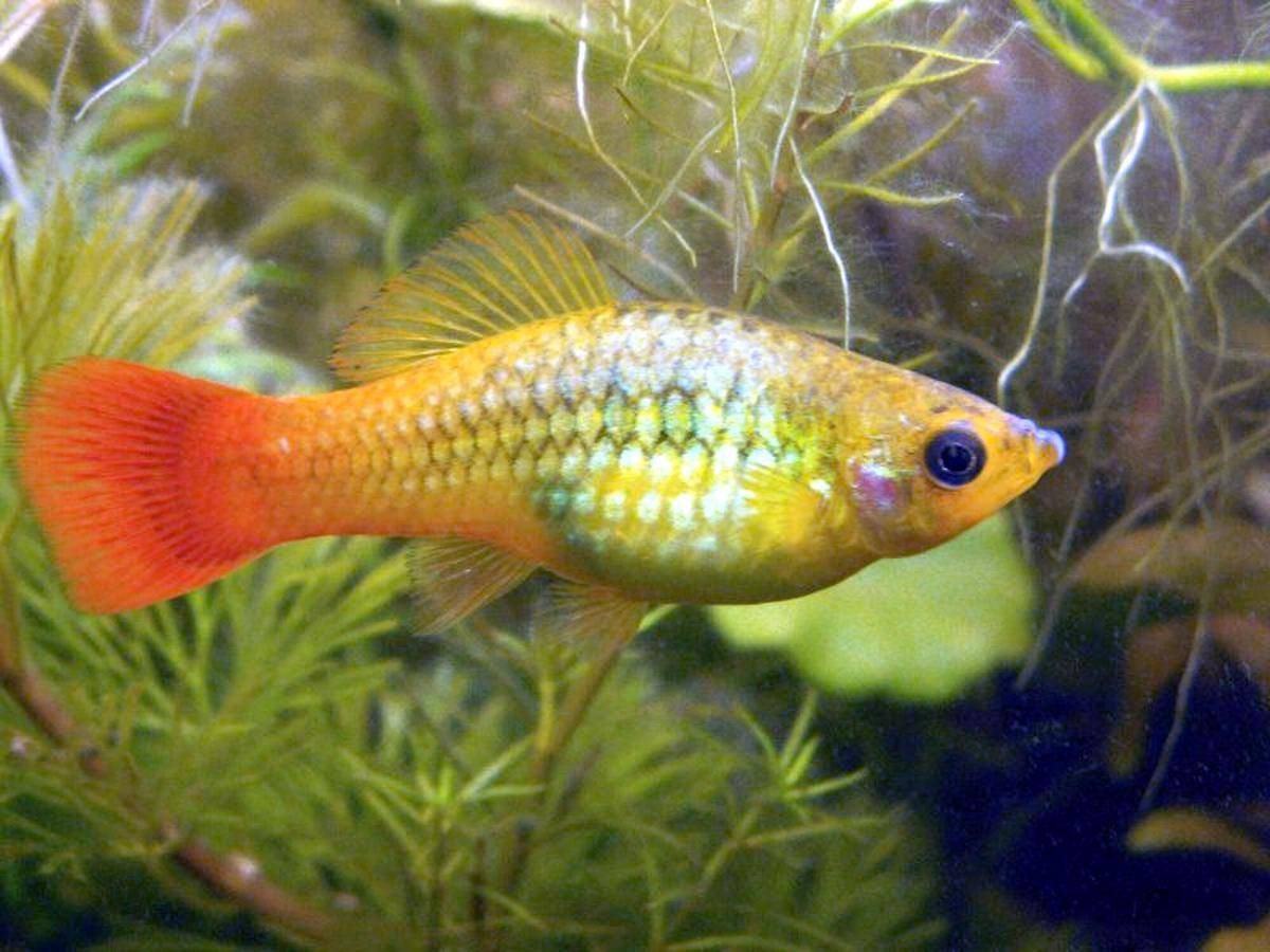 Ikan Variatus Platy