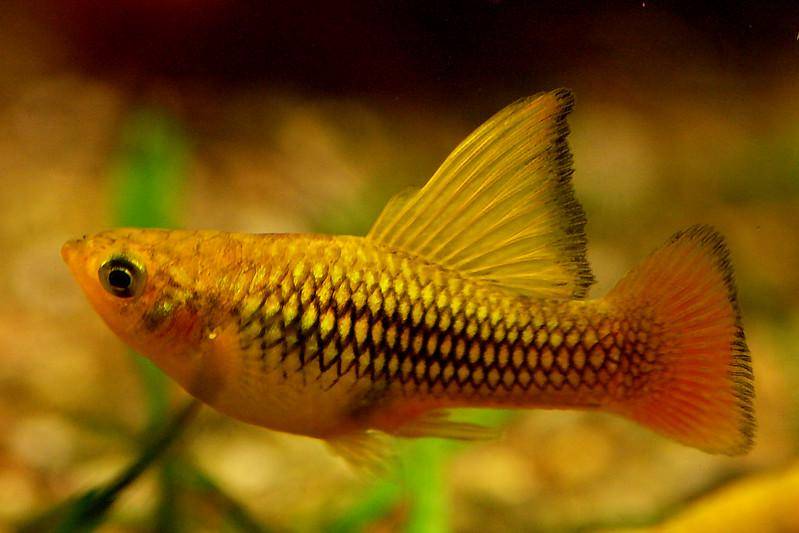 Ikan Variatus Platy