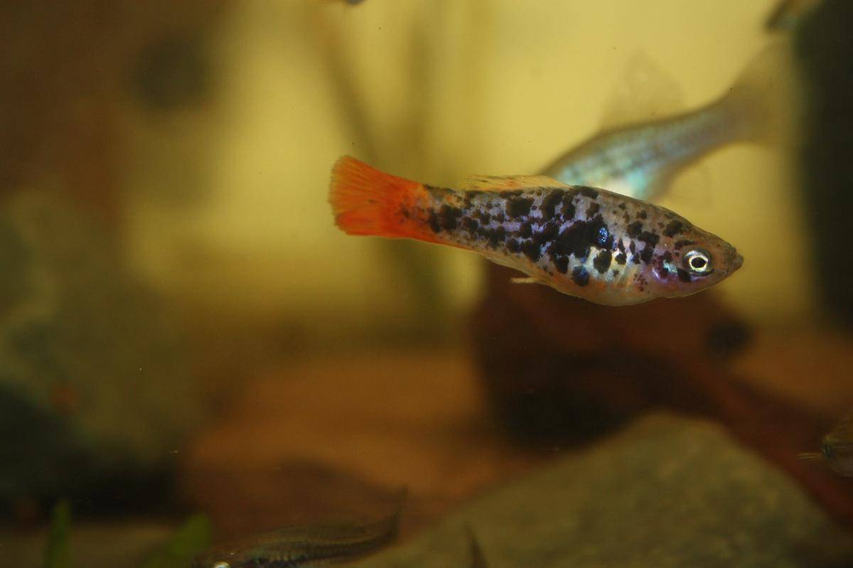 Ikan Variatus Platy