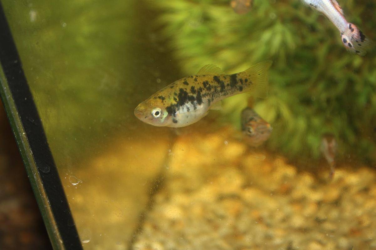 Ikan Variatus Platy