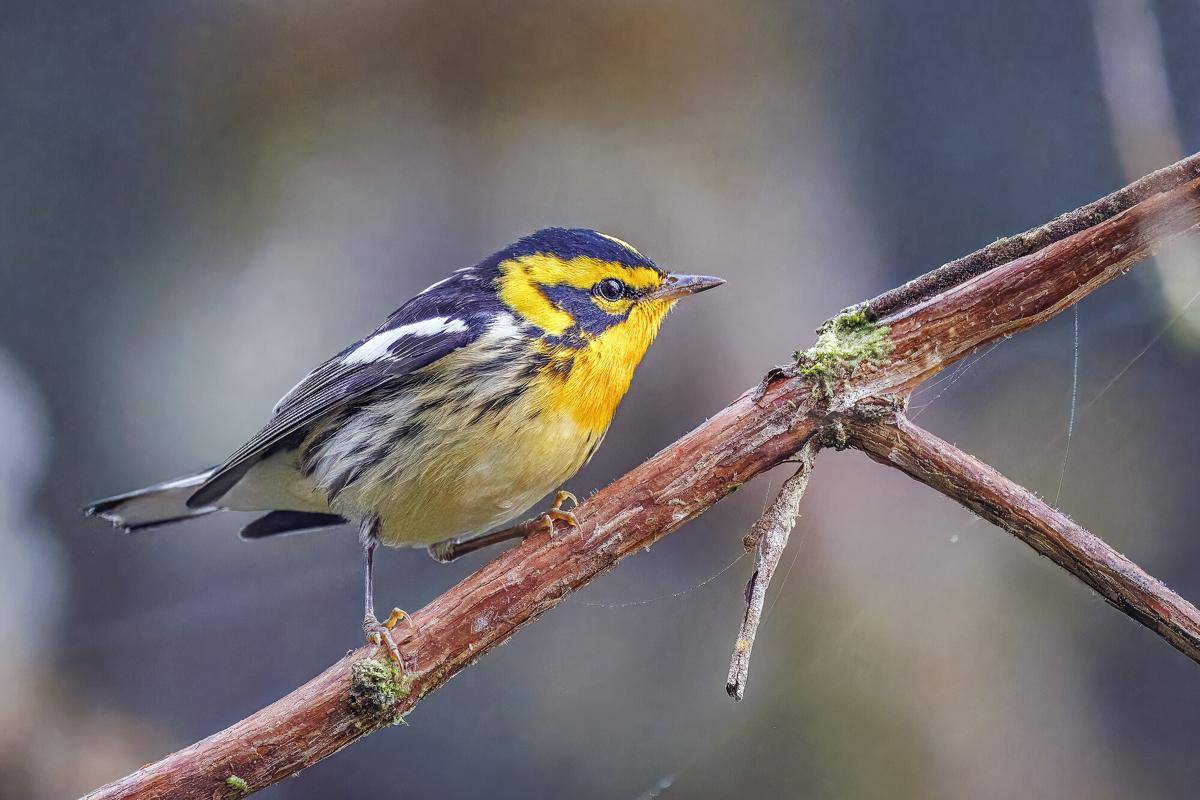Burung Blackburnian Warbler