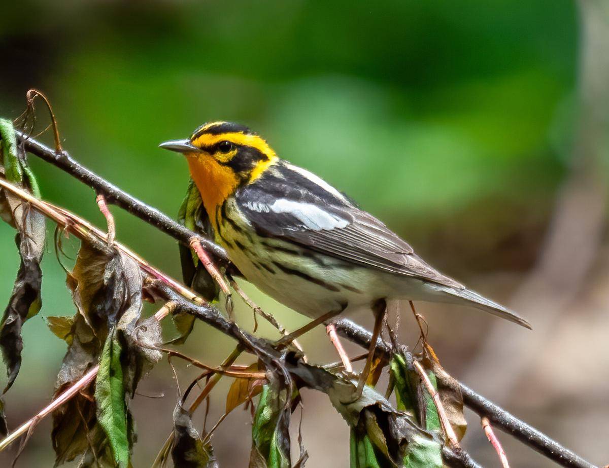 Burung Blackburnian Warbler