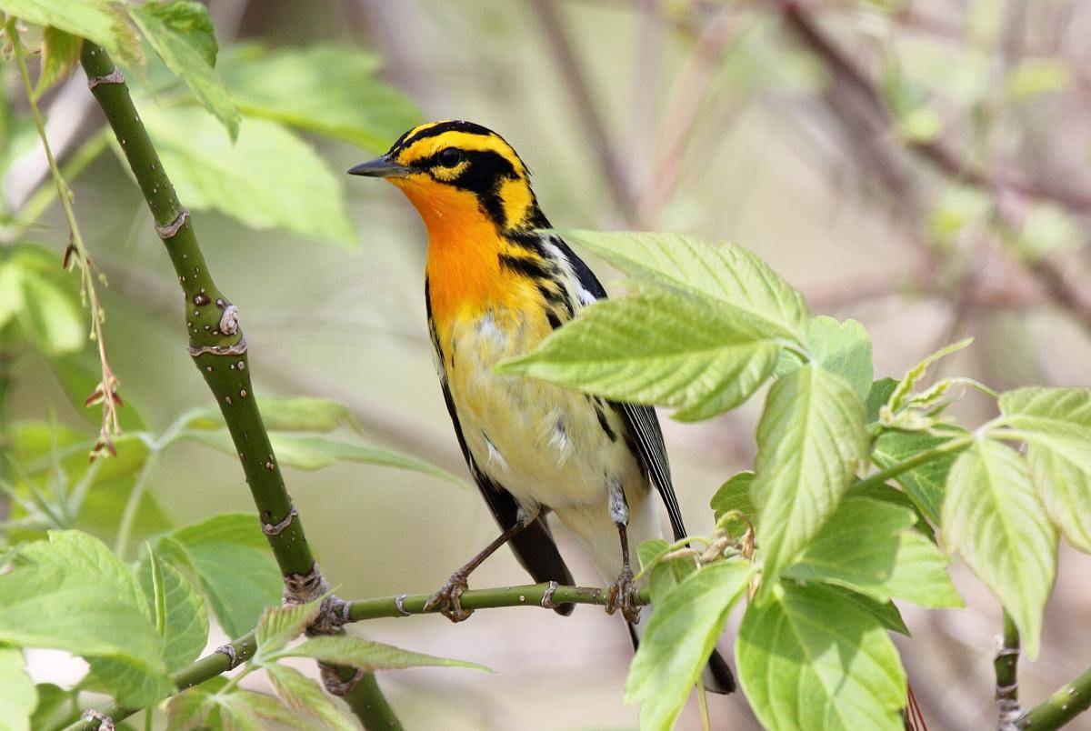 Burung Blackburnian Warbler
