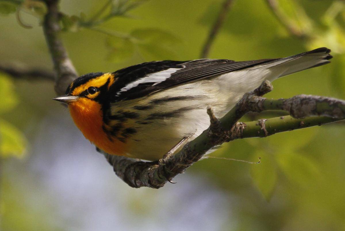  Burung Blackburnian Warbler