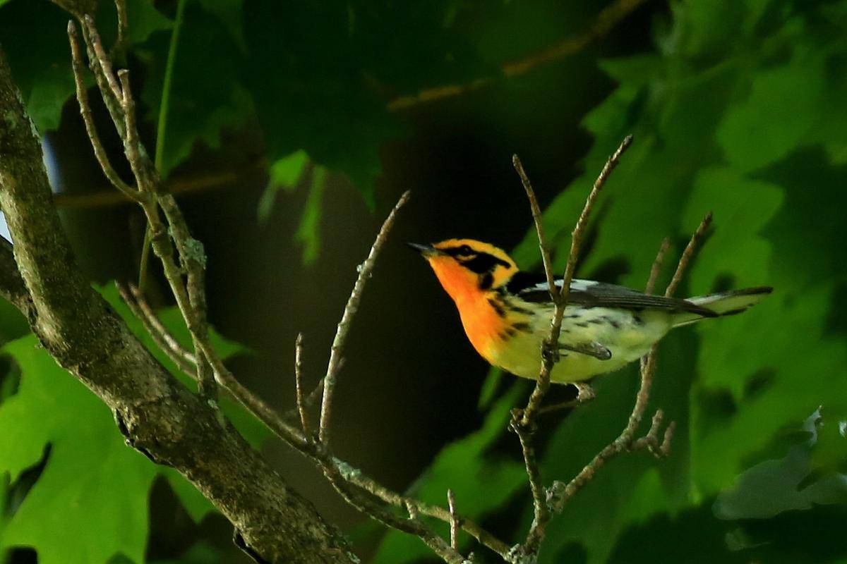 Burung Blackburnian Warbler