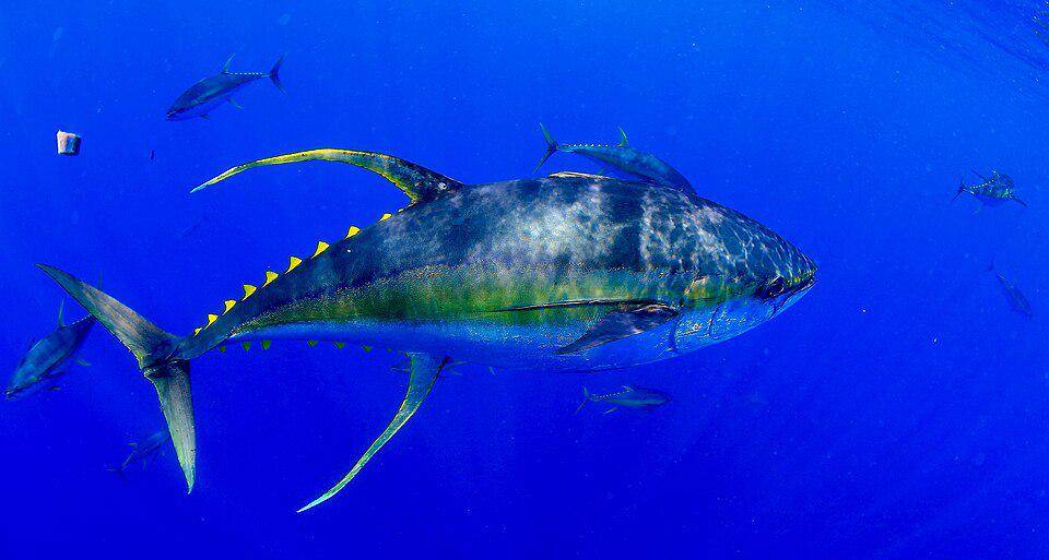 Ikan Tuna Sirip Kuning