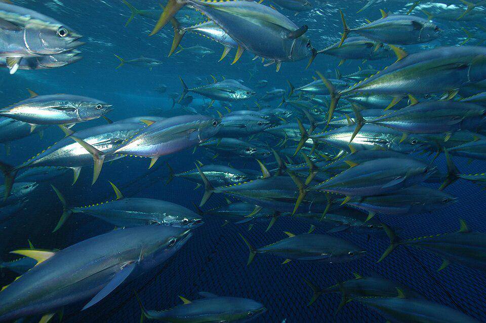 Ikan Tuna Sirip Kuning