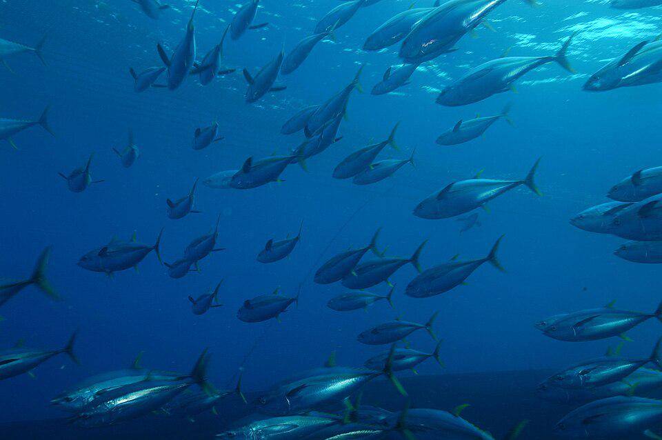 Ikan Tuna Sirip Kuning