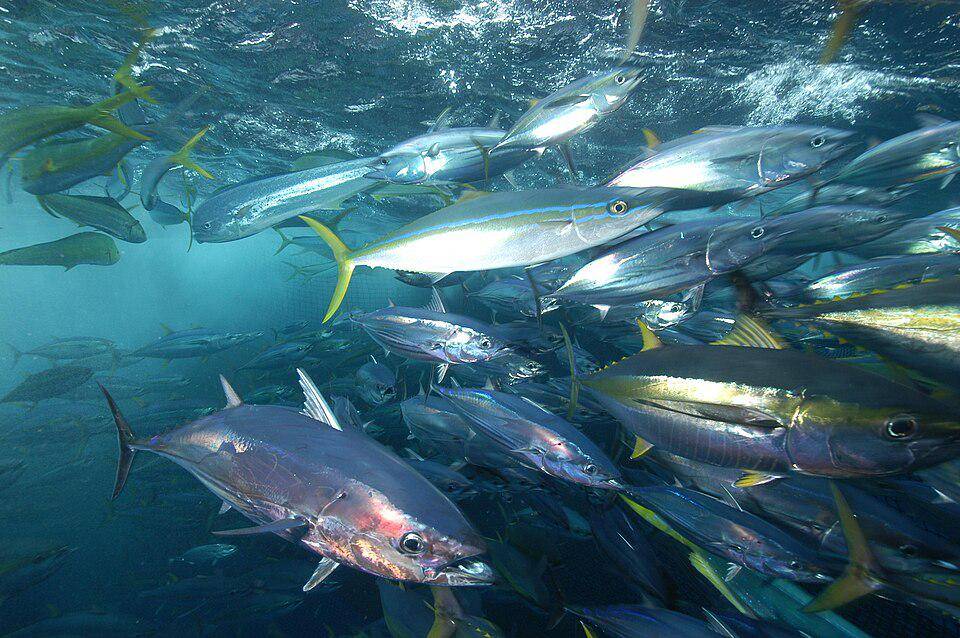 Ikan Tuna Sirip Kuning
