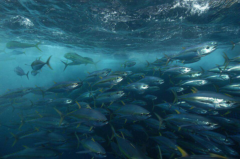 Ikan Tuna Sirip Kuning